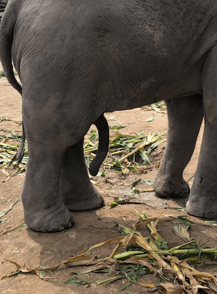 Screen Shot 2018-06-24 at 4.50.33 PM.png